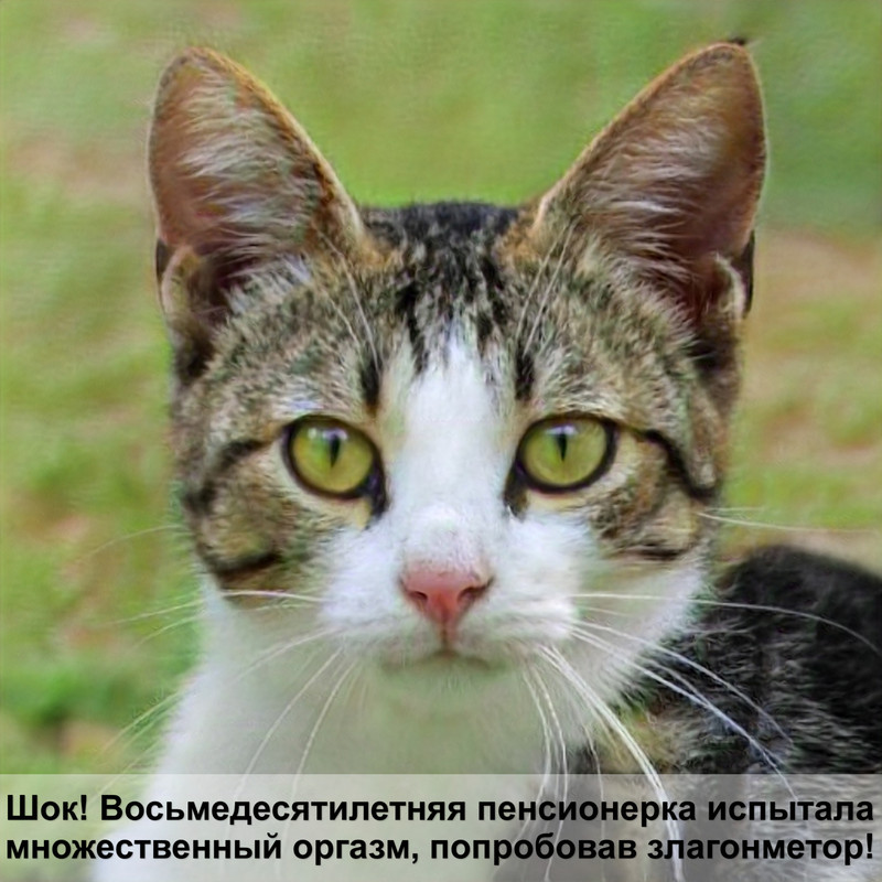 порода кошек ориентал фото