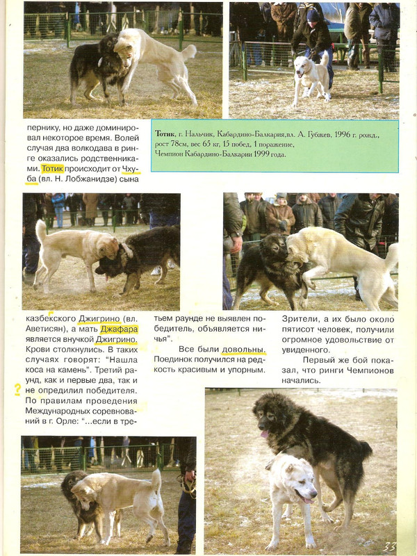 ДЖАФАР ( РЭМ х ЧЕБУРАХА ) 1997р 60кг 76см Запорожье х ТОТИК текс