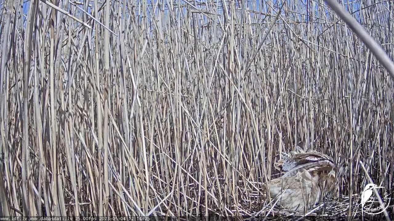 Lielais dumpis (Botaurus stellaris) Engurē - LDF tiešraide 11-20-35 screenshot