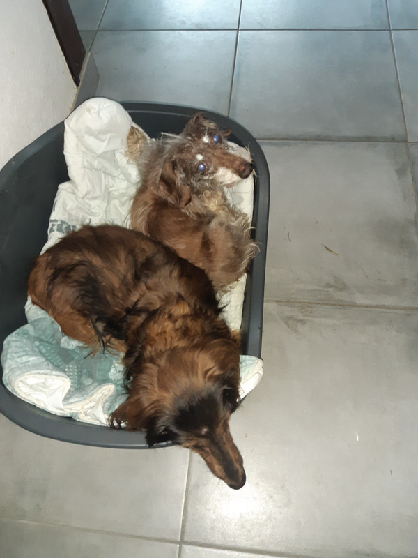 [Image: 20210402-084025.jpg]