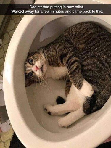 Cat-Toilet