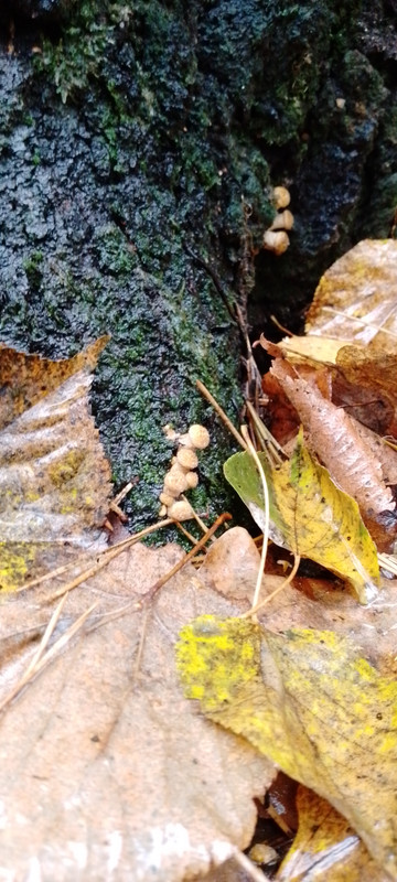 IMG-1f550568827be98c907bdb13142d377c-V (1)