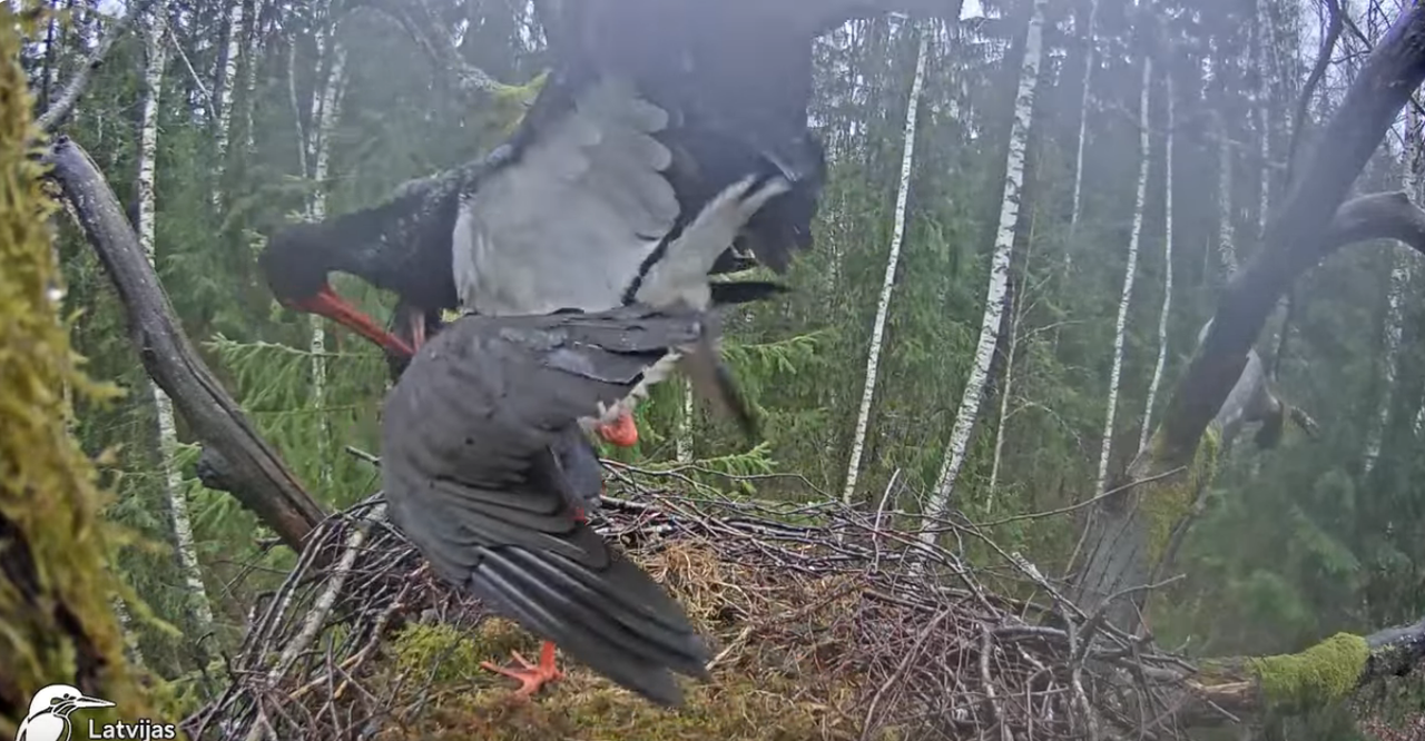 Screenshot 2024-04-03 at 15-03-33 (5) Melnais stārķis (Ciconia nigra) Ogres novadā - LDF tiešraide -