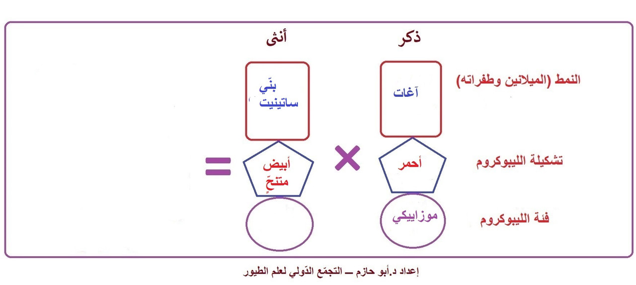 صورة