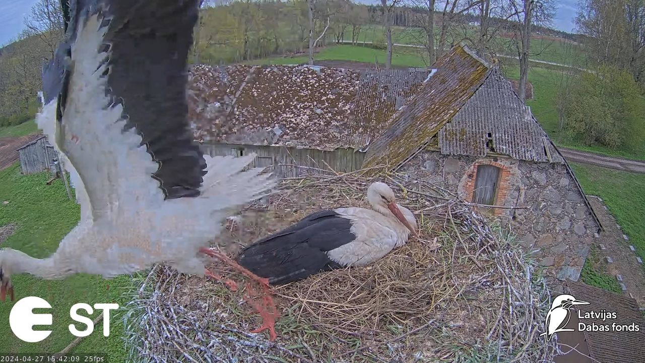 Baltie stārķi (Ciconia ciconia) Tukuma novadā - LDF tiešraide __ White storks in Tukums, Latvia 12-6