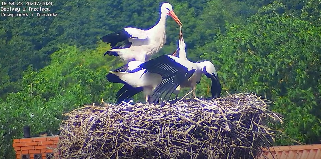 szarpodziobysaaktywne