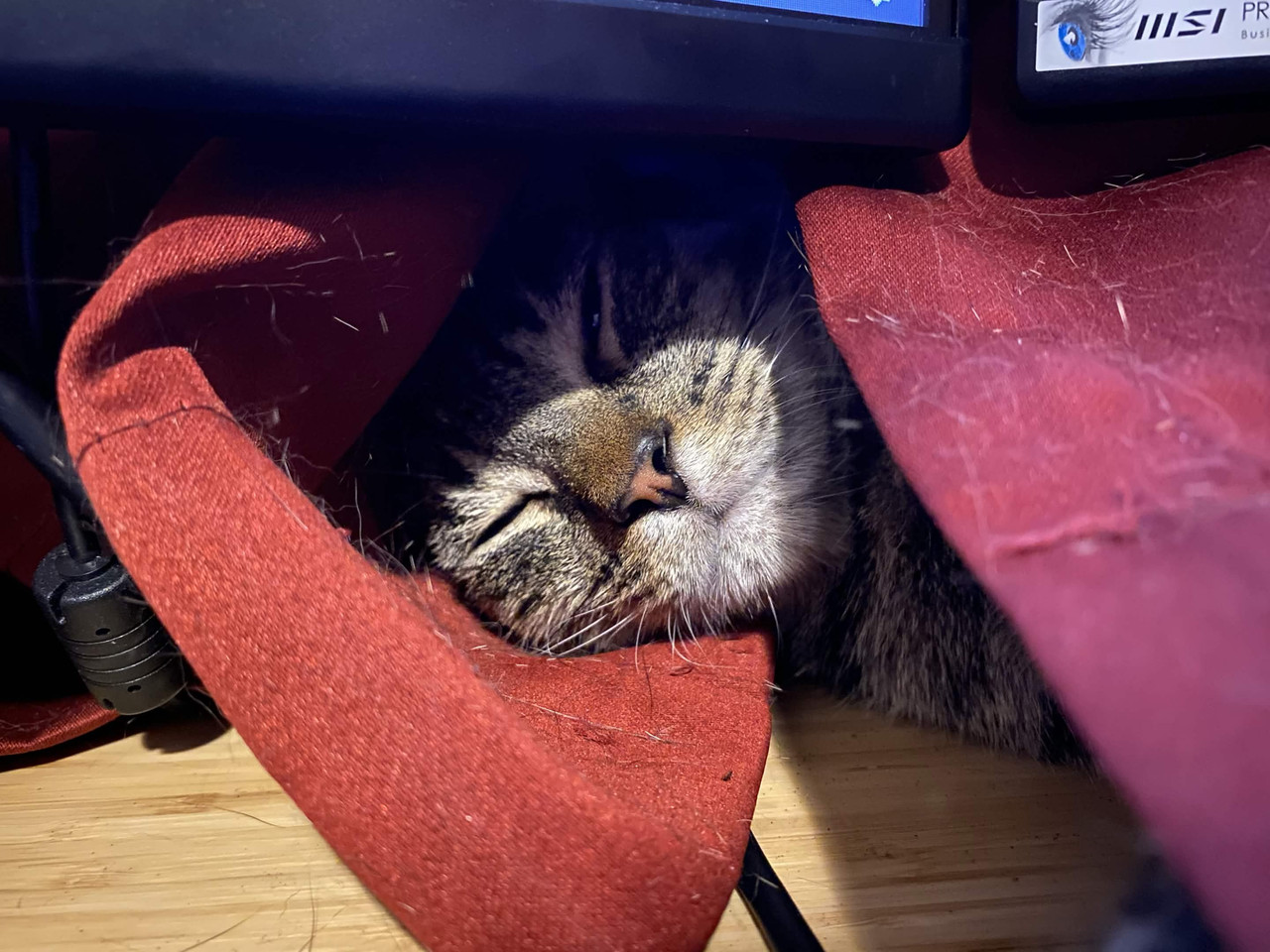 A sleepy tabby cat face poking through red curtains beneath a computer monitor