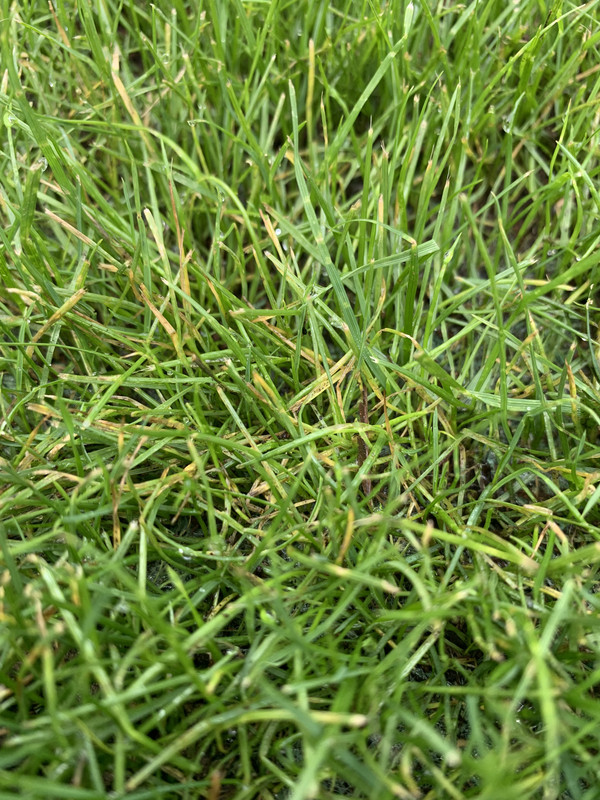 Fungus ID thread | Page 23 | Lawn Care Forum