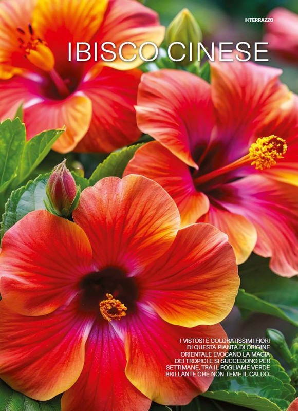 Il Mio Giar Giu-Lug 2025 (2)