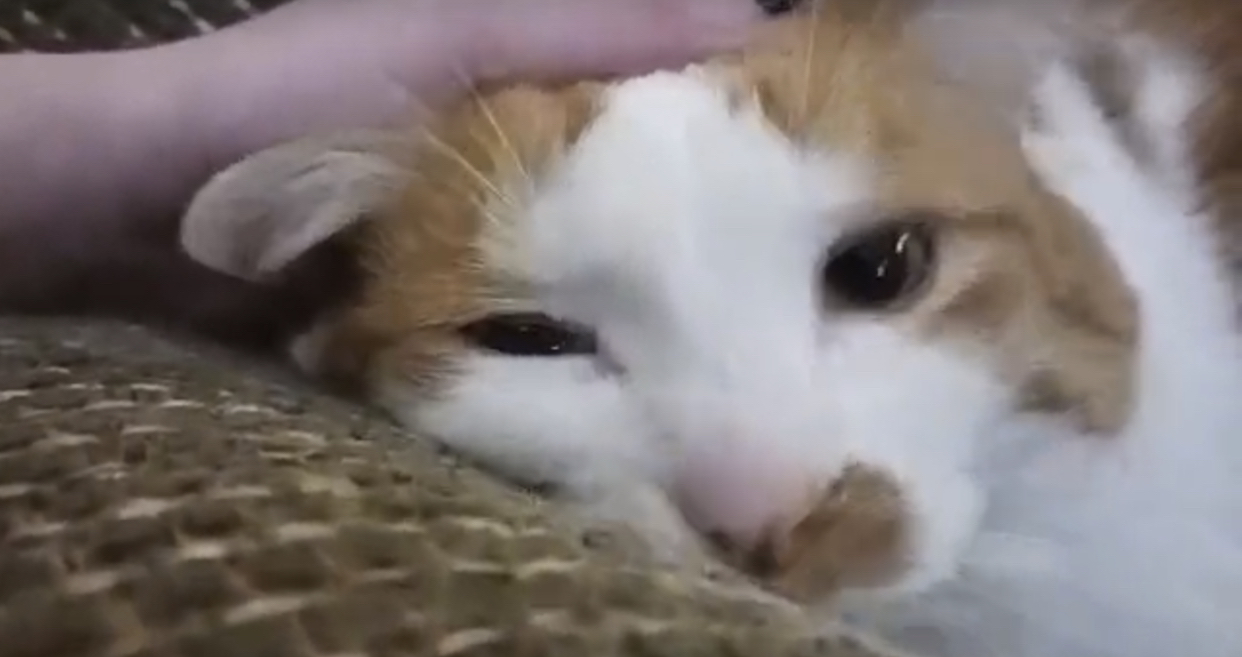 sleepy