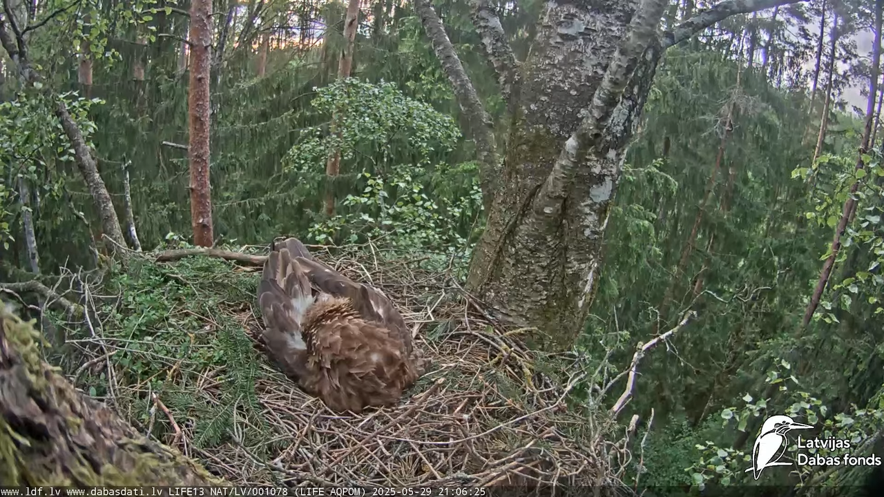 Mazais ērglis (Clanga pomarina), ligzda bērzā 15-24-15 screenshot