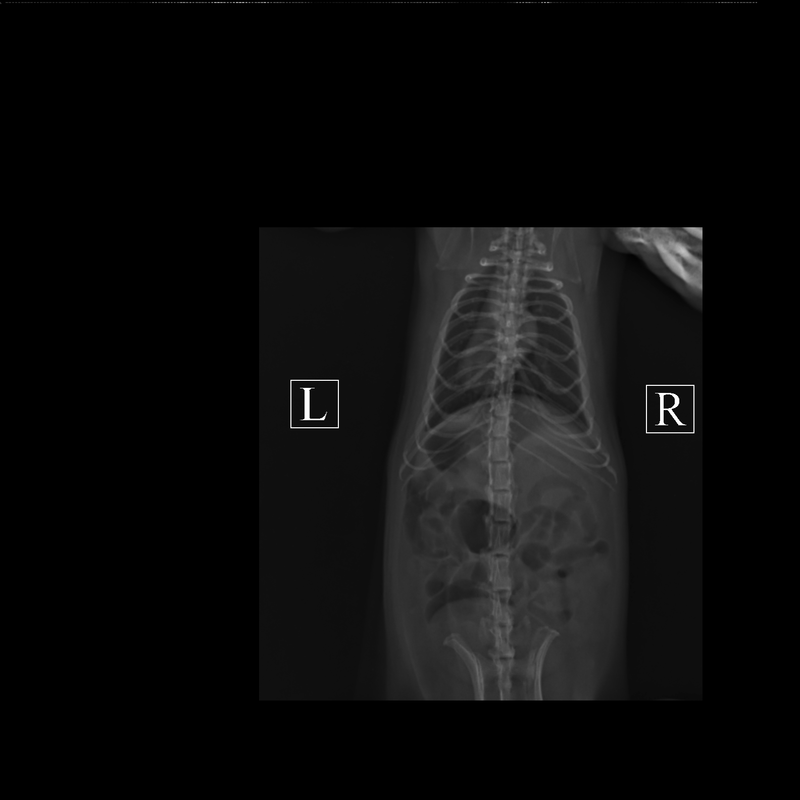 ПОЛУЯНОВА^_ЭКЗОТИКА_ТИККИ_Грудная клетка-Бок_151559