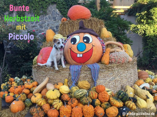 An den Beitrag angehängtes Bild: https://i.postimg.cc/Yqr2jt0c/KU-RBIS-PICCO-08.jpg