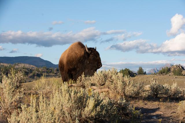 [Image: Yellowstone-2017-2.jpg]