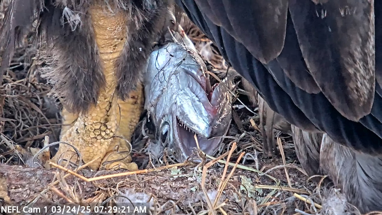 NEFL Cam 1 — tiešraidē Bald Eagle Cam 17-11-13 screenshot