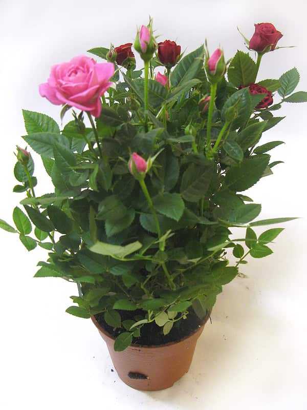 Роза Даника Микс сорт с яркой окраской и нежным ароматом.