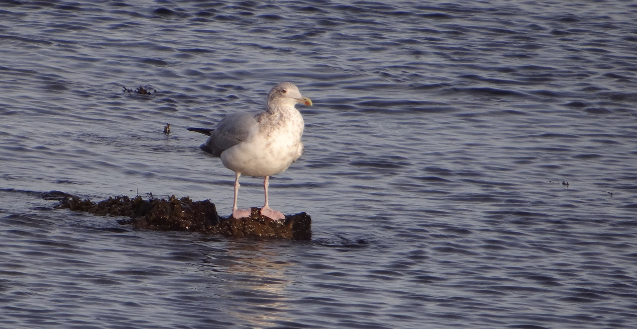 HERRING GULL 47 121124
