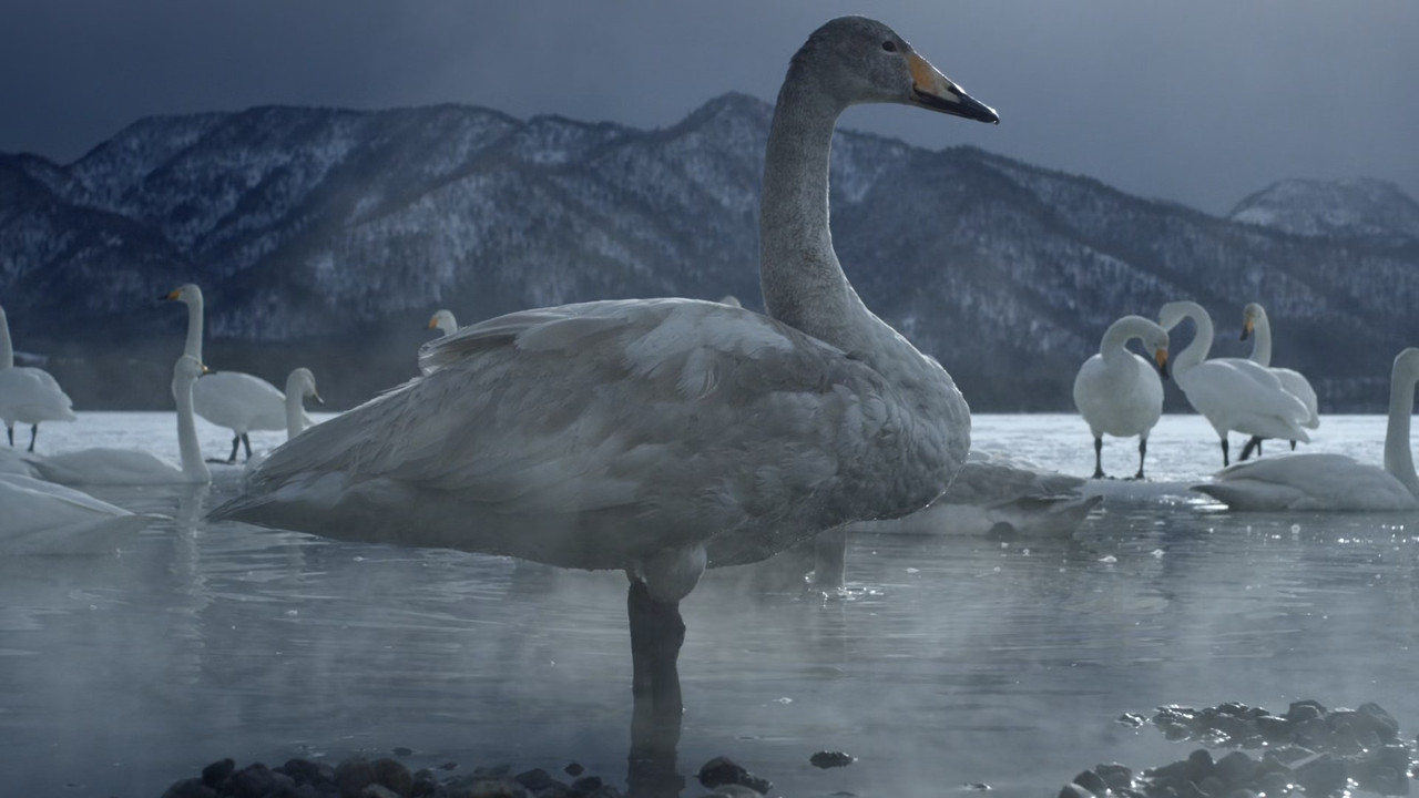 Japan Earth's Enchanted Islands (2015) - S01E01 - Honshu (1080p 