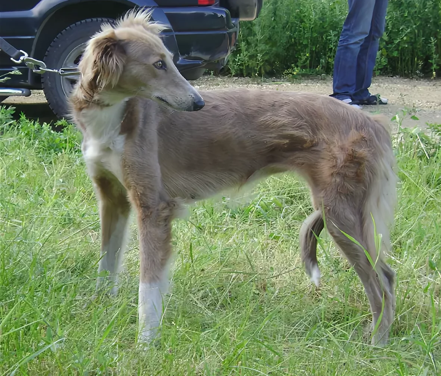 Купить Щенка Тайгана В России
