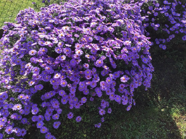Bloemen-tuin-1