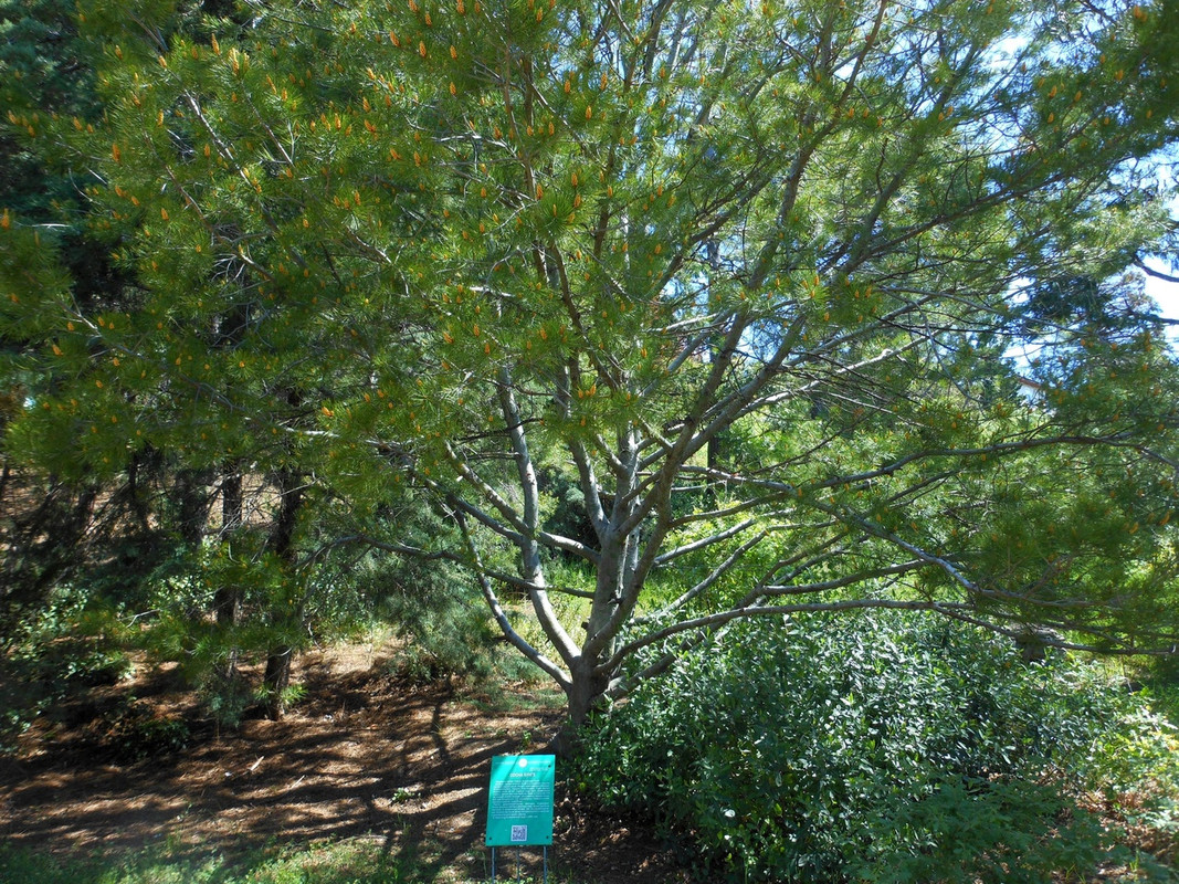 сосна бунге1