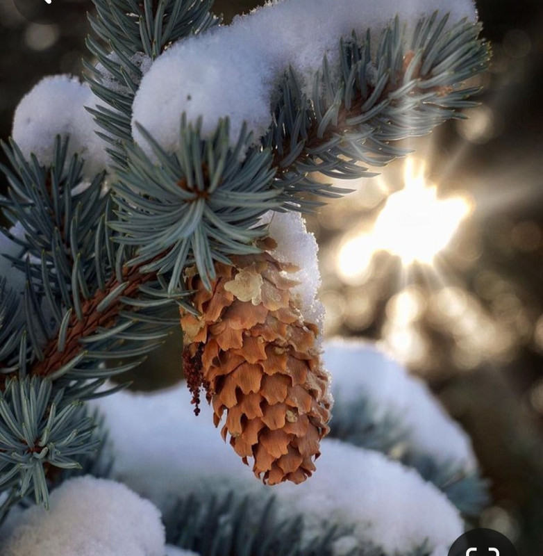 Screenshot_20231210_233507_Pinterest