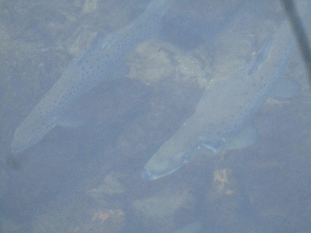 spawning salmon 012