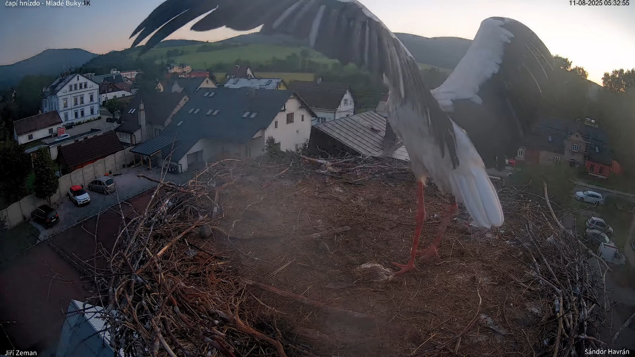 Živá kamera - Mladé Buky - čapí hnízdo 4K 9-45-10 screenshot