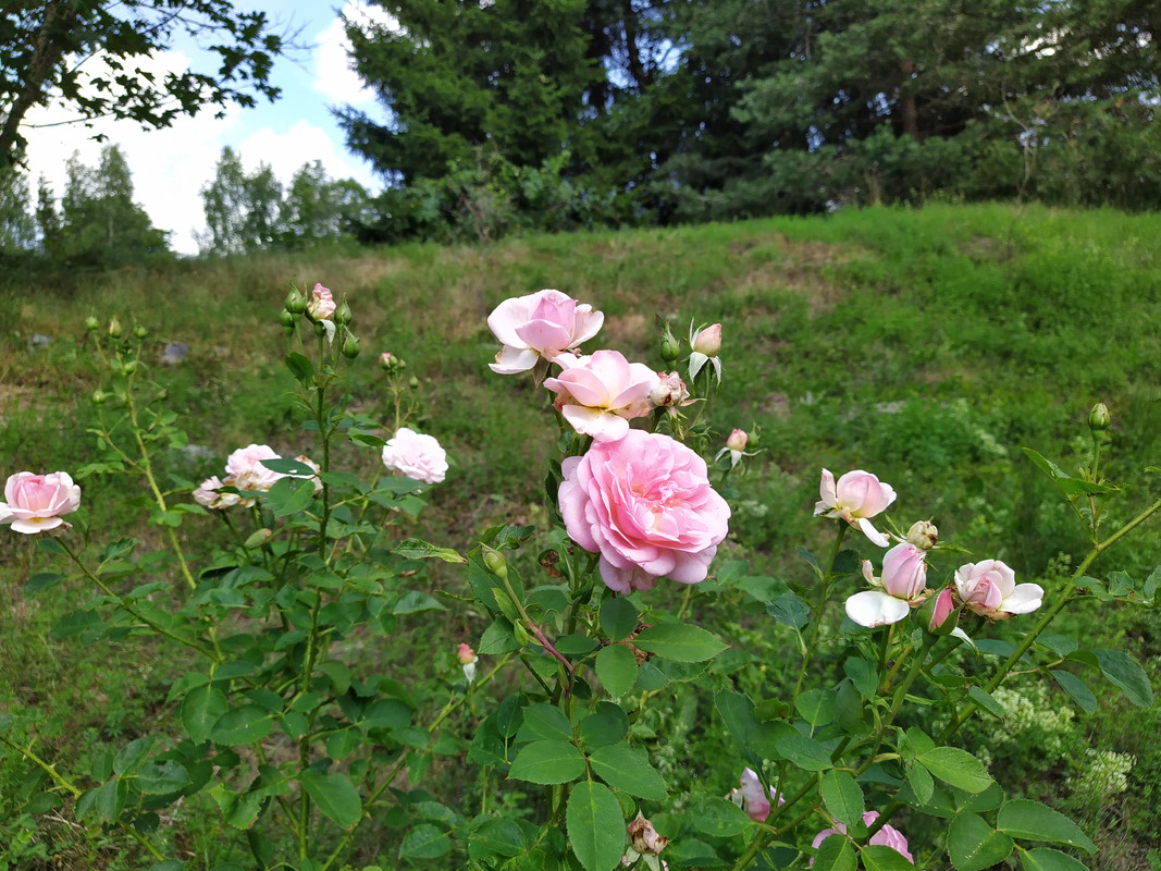 IMG_20210717_125544