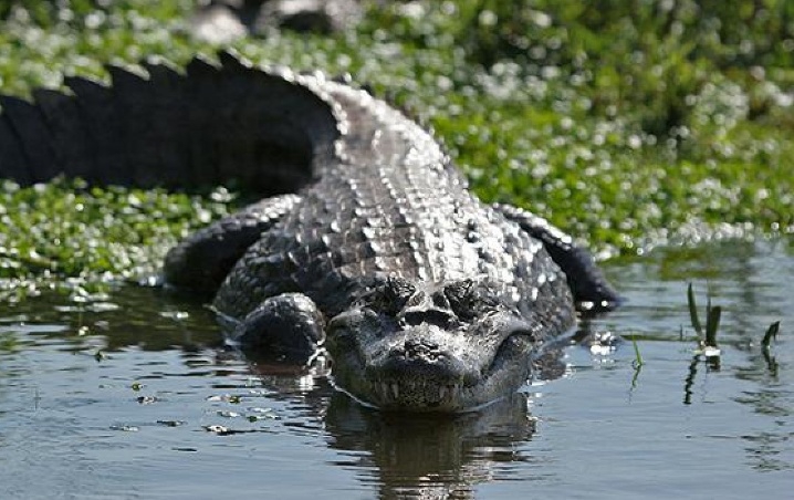 Abuelita muere al caer a un estanque lleno de caimanes