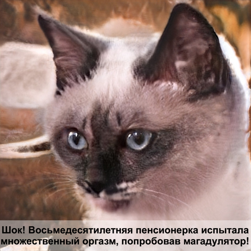 котята мейн кун 1 месяц