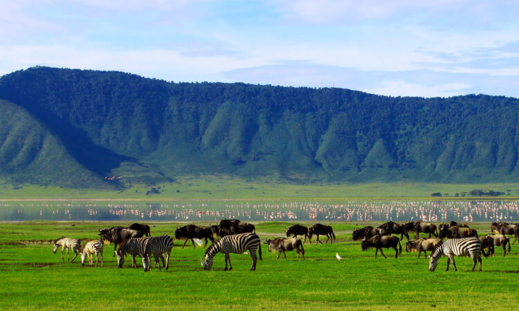 Ngorongoro Safari