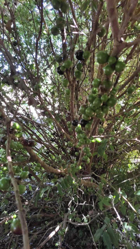 Huertasurbanas_com-9aa6d1d6-81f7-43b6-a970-33e9d8c3be1f.jpeg-20211227_113030Lujan_Jaboticaba