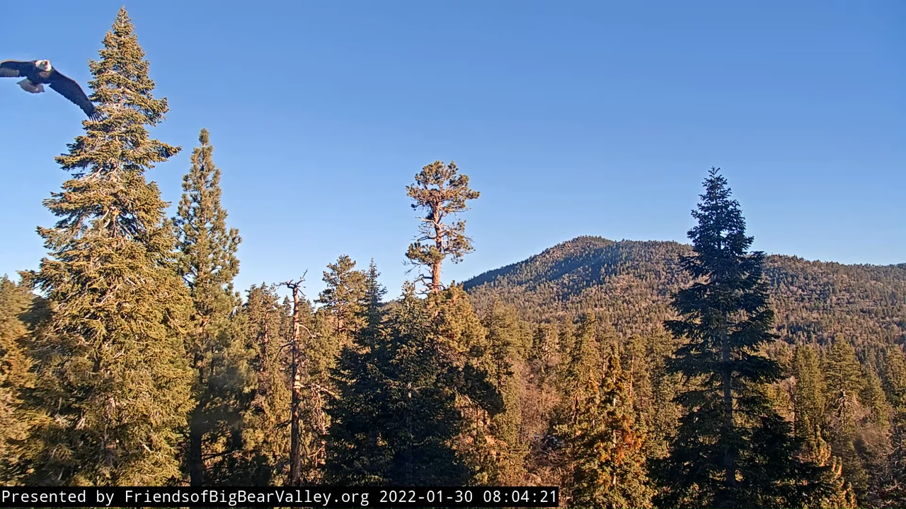 Big Bear Bald Eagle Wide View Cam 9-24-26 screenshot (1)