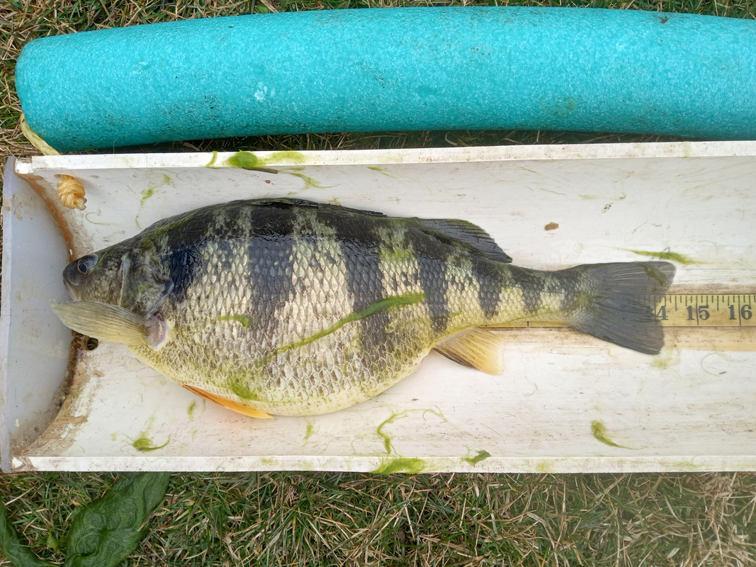 14 inch   YP 3:22:23