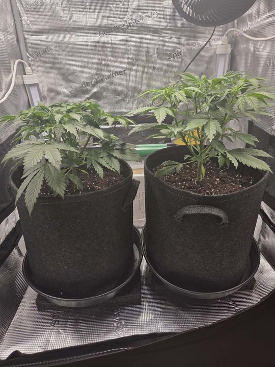 Messenger creation 79DE2ECE D33F 4CD5 BF69 A265E0739BB1