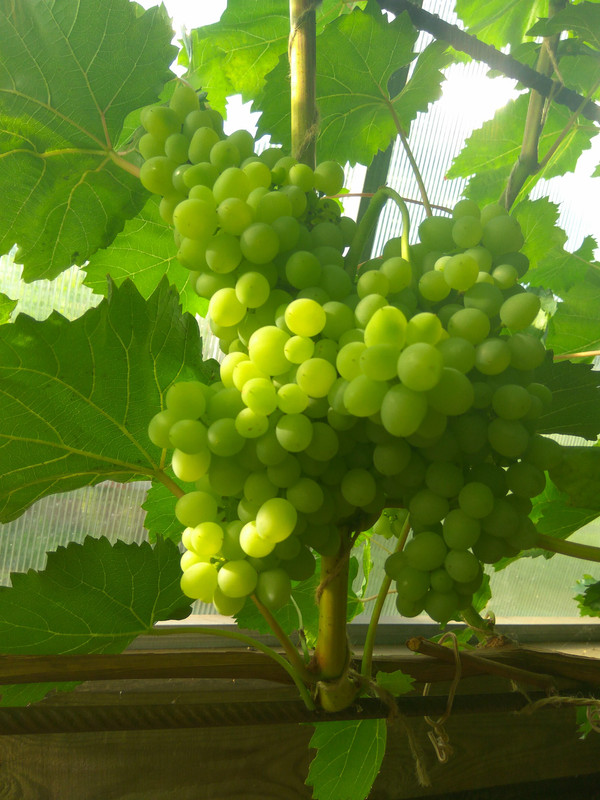 Кишмишь 342 28.07.2018