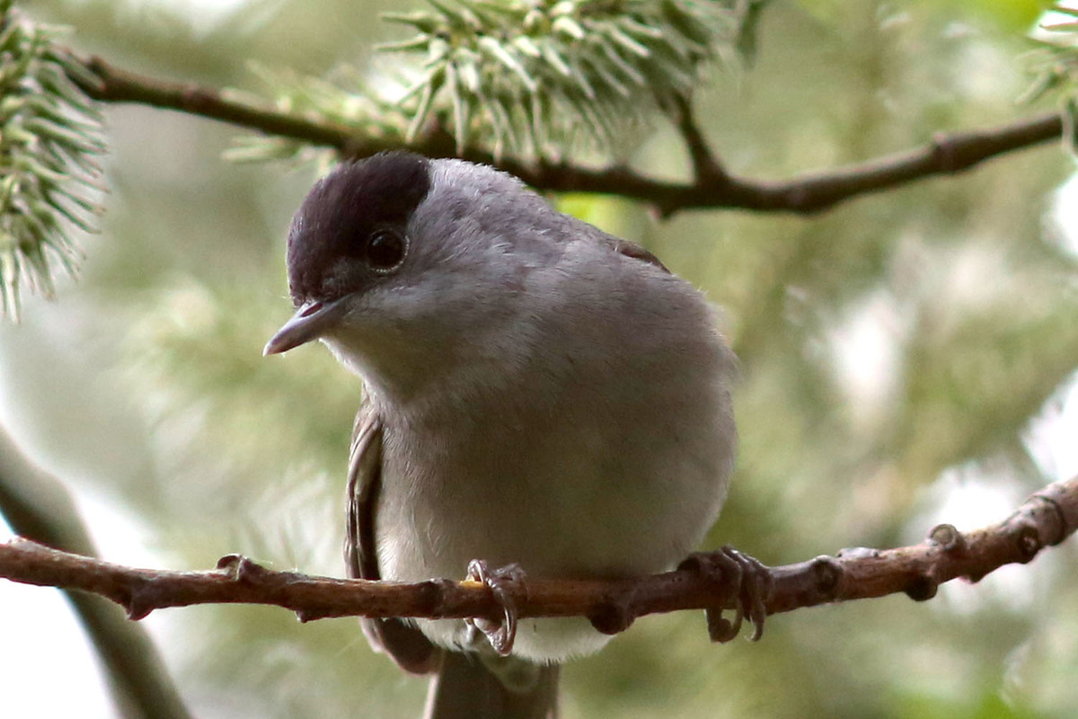 What Birds Are Woodland Creatures?