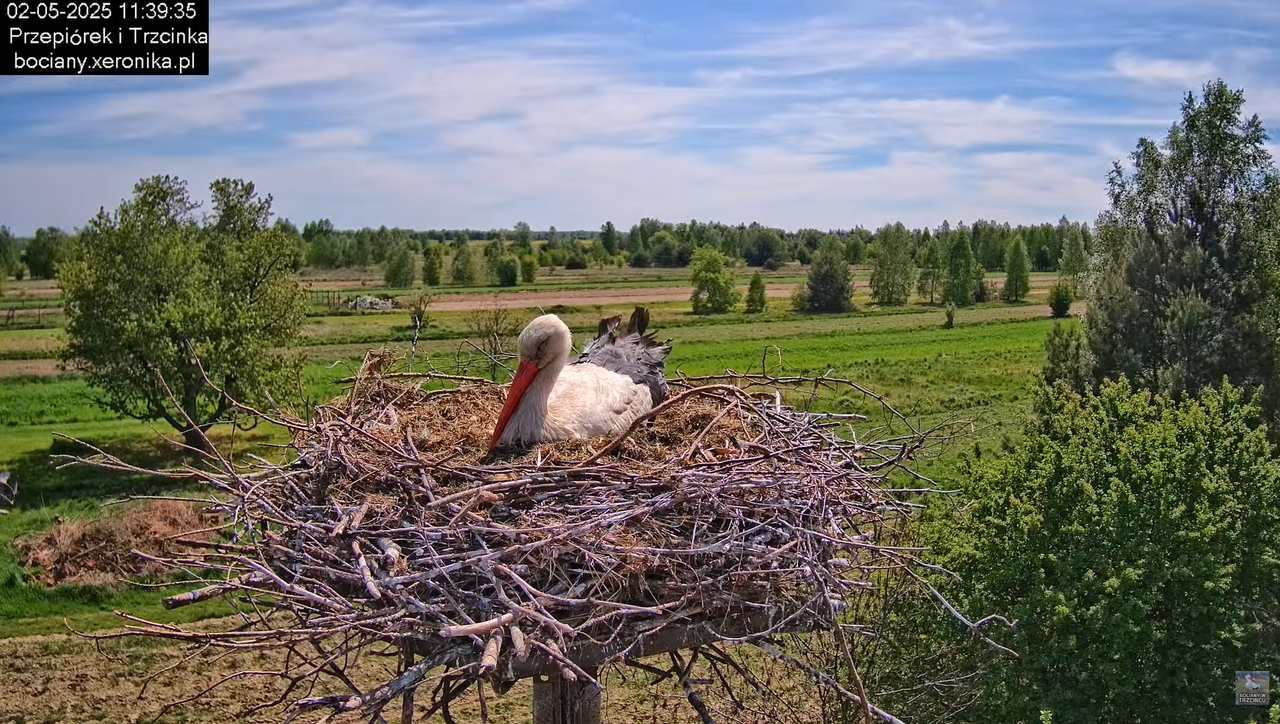 02052025bociany10