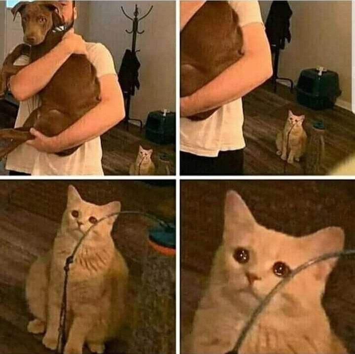 sad-cat-holding-dog.jpg