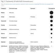 Taxonomy of SARS related coronavirus