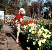 jayne-mansfield-g04
