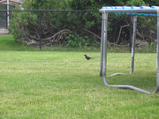 05-Canon PowerShot A510