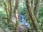 St Nectans Glen near Boscastle, Cornwall.