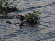 27.6.black ducks look weird from afar VI