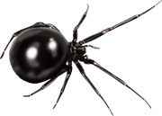 Halloweenpumpkitdnspider2