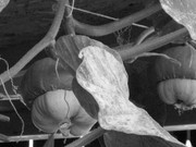 ADP Free party Balscha 2009 054