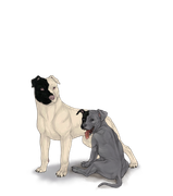 pittiepupadultblackhalfleft