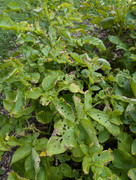 PXL_20240718_140701900