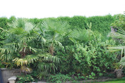 Trachycarpus fortunei, část 2 - Stránka 22 DSC-0003